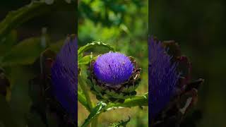 Zauberhafte Artischockenblüten für die Insektenwelt 🌸🐝 [upl. by Wehttam]