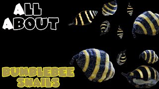 All About The Bumblebee Snails [upl. by Adien]