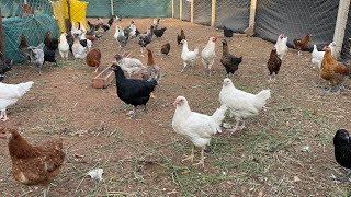 تربية الدجاج عتوكات خليط السلالات بصحة جيدة ماشاءالله reels farming chicken دجاج [upl. by Labanna]