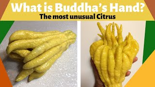 What is Buddhas Hand The Most Unusual Citrus [upl. by Ahseile]