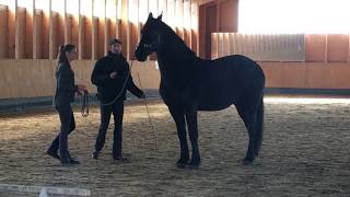 Clinic with Marius Schneider April 2018 [upl. by Eednac]