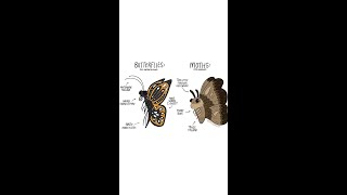 Moths vs Butterflies [upl. by Alwin]