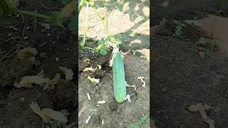 Khira ki kheti 🔥✅ cucumber farming farming farmer kisan shortskishan cucumber gardening [upl. by Lindholm]