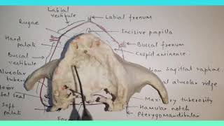 BIOLOGICAL CONSIDERATIONS OF MAXILLA AND MANDIBLE [upl. by Eelatsyrc716]