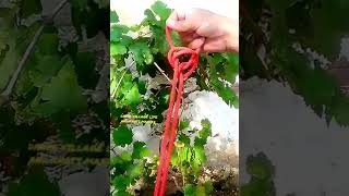 Quick Adjustable Slip Knot camping diy knottying easyknot bestknots usefulknot knots [upl. by Eberly]