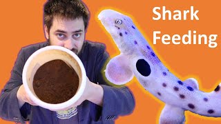 🦐 Saltwater Aquarium Shark Feeding How to Prepare Food for Epaulette and Bamboo Sharks [upl. by Mmada]