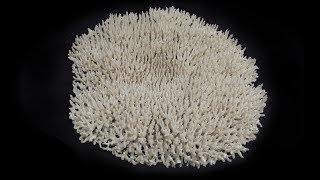 Preserving the Dry Coral Collection [upl. by Eybbob]