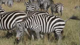 Common Zebra at Maasai Mara Game Reserve Kenya [upl. by Aititel125]