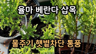 Goldcrest wilma율마 베란다 삽목하기 [upl. by Phene309]