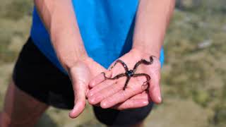 Brittle Star in the Rock Pools at Frankland Islands [upl. by Lakin]