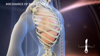 3D Medical Mechanics of breathing L v 1 0 [upl. by Mazlack]