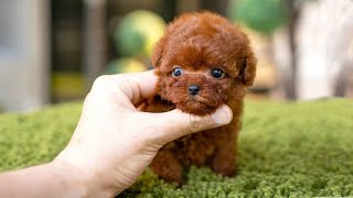 10 Dog Breeds That Have The Cutest Puppies [upl. by Ankney]