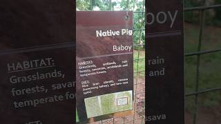 🔴 HAVE YOU EVER SEEN A NATIVE PIG IN THE PHILIPPINES shorts [upl. by Dietz]