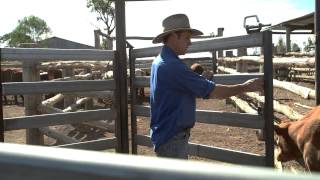 Checking in with the Weeroona Feedlot Family Winter Episode [upl. by Asirac]