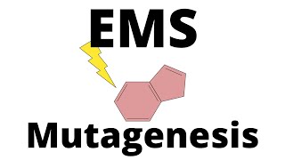 EMS Mutagenesis explained [upl. by Wrightson]