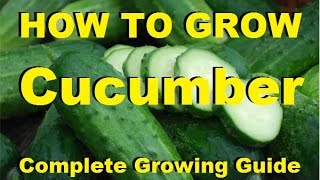 How to Grow Cucumbers  Complete Growing Guide [upl. by Volny]