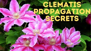 The Secrets to Clematis cuttings  The REAL WAY [upl. by Oemor]