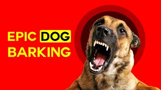 Angry Dog Barking Compilation See How Your Dogs REACTS [upl. by Mccomb614]