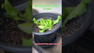 Indoor lettuce lettuce indoorgardening [upl. by Eelirol314]