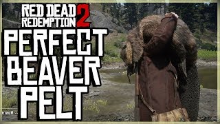 HOW TO GET A PERFECT BEAVER PELT  RED DEAD REDEMPTION 2 PRISTINE BEAVER HUNT [upl. by Annaoi]