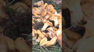 Cantharellus cibarius finferlo gallinaccio galletto funghi natureshorts [upl. by Fermin]