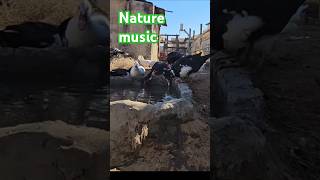 Nature Music Ducks Drinking in Perfect Rhythm animalsounds asmranimals rooster bits [upl. by Leffert]