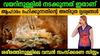 വയറ്റിൽവച്ച് ഭക്ഷണം വിഷമായി മാറാതിരിക്കാൻ ഇത് ശീലിക്കണം  How human digestive system works [upl. by Darooge]