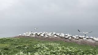 Gannet colony at their nesting site [upl. by Fenelia]