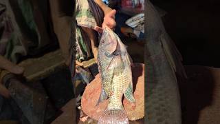 Amazing Tilapia Fish Cutting Skills In Bangladesh Fish Market By Expert Cutter shorts [upl. by Ima]