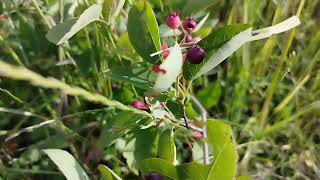 Les FRUITS DÉLICIEUX et SURPRENANTS de lAMELANCHIER Découverte gourmande [upl. by Hbahsur]