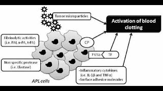 Discuss procoagulants Substances that promote blood clotting Snake venoms thrombin Calcium ions [upl. by Ducan]