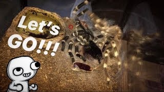 Caught my TARANTULA flipping back after molting  TARANTULA FLUIDS [upl. by Devland]