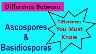 difference between ascospores and basidiospores  class 11 biology  ridhiz daily info [upl. by Leagiba]