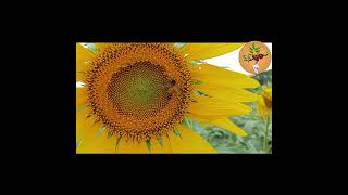 honeybee honey bee beebox sunflower sunflowerfield chinabeebox chinabox [upl. by Neural87]