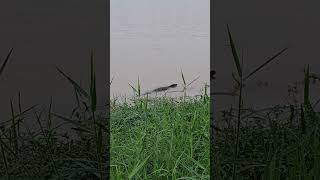 Energetic and Active Monitor Lizard Swimming at the Pond shortvideo varanus varanidae reptiles [upl. by Bihas47]