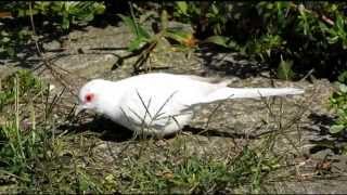 Holoubek diamantovy Geopelia cuneata Diamond Dove Adolf Goebel [upl. by Franky323]