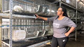 Rabbit farming training RabbitryAcademy [upl. by Corliss]