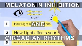 Melatonin Inhibition and Circadian Rhythms [upl. by Rednasyl363]