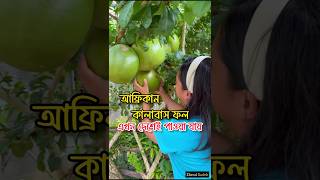 আফ্রিকান কালাবাস ফল এখন দেশেই পাওয়া যায়। kalabash fruit 🍐 fruitvideos african ফল [upl. by Daenis653]