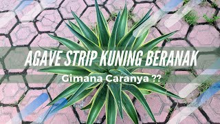 Perawatan dan Cara Beranak Agave Strip Kuning agave [upl. by Suivat]