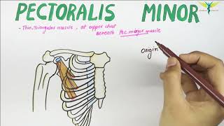 Pectoralis Minor  Muscle  Origin  Insertion  Nerve supply  Action [upl. by Lacym]