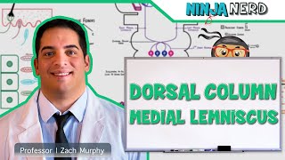 Ascending Tracts  Dorsal Column Medial Lemniscus Pathway [upl. by Randolph]