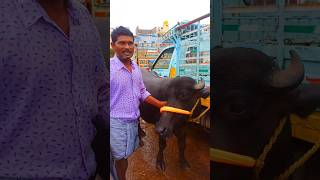 తొలి సూడి పడ్డ కొన్న రైతు  Murrah First Lactation Buffalo Sale Information [upl. by Rodavlas]