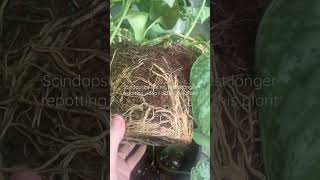 Super Root Bound Scindapsus Pictus Exotica scindapsus plants repotting [upl. by Adnoma]