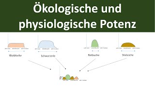 Ökologische und physiologische Potenz stenök euryök  Ökologie Teil 5 [upl. by Danice261]