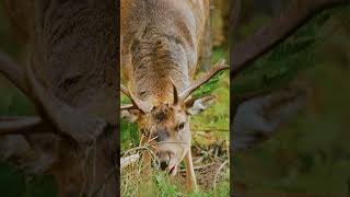 Beautiful little moose caught on camera Closeup 🦌 cute relaxingmusic animals relaxation [upl. by Gemina]