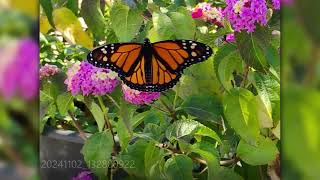 Our November Gardens Monarch Butterflies [upl. by Tadio486]