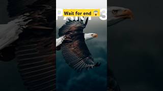 Lomdi Aur Cheel Ki Kahani 3 Fox And Eagle Story viralvideotrendingshortfeedshortsyoutubereels [upl. by Natsirc]