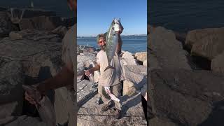 Bonito Fishing from shore at Narragansett RI fishing bonito shorts rhodeisland [upl. by Ttenrag]