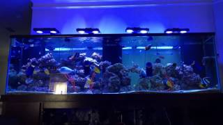 300 Gallon FOWLR Saltwater Aquarium New Additions [upl. by Robyn988]